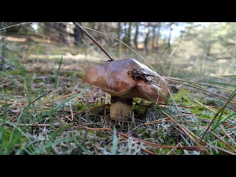 Видео: В лесу только Маслята, но грибов хватает всем.