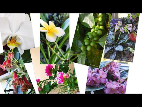 Видео: 26.09.2025 р.Імбир мабуть зацвіте👍🤣 бугенвіллія цвіте,кава ще зеленіє.