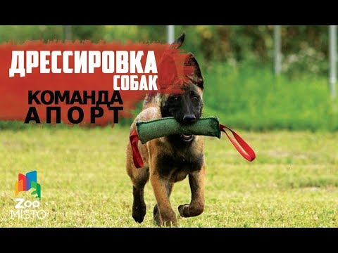 Видео: Дрессировка команды "Апорт"| Как правильно дрессировать собаку | Дрессировка и воспитание собак