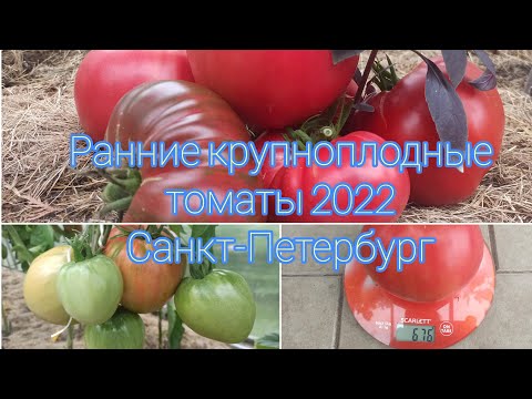 Видео: Ранние крупноплодные сорта  томатов сезона 2022 для теплицы.