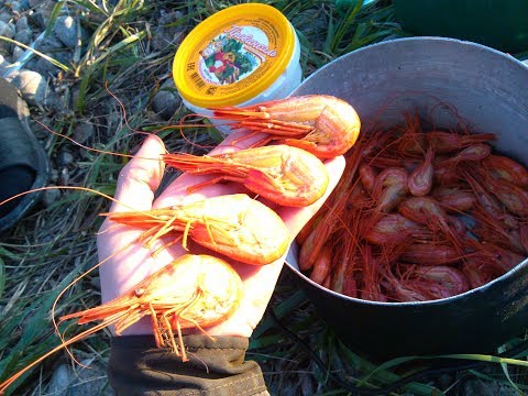Видео: Как поймать креветку в море.