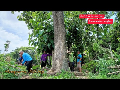 Видео: вырубка больших деревьев в индонезийском стиле