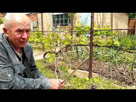 Видео: Влияние полярности виноградных лоз на выбор формировки для виноградных кустов