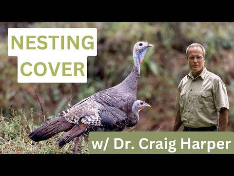 Видео: Как выглядит укрытие для гнезда дикой индейки?