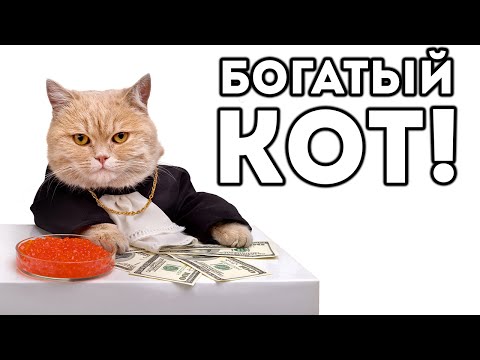 Видео: БОГАТЫЙ КОТ! - Cat Goes Fishing