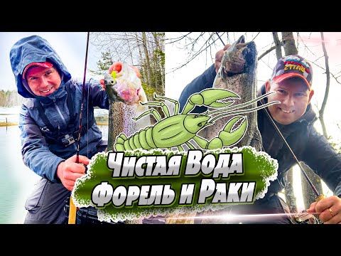 Видео: Открытие ловли форели | Есино СК Чистая Вода | Ловля форели на силикон