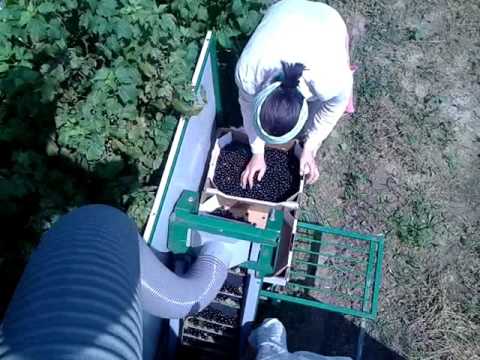 Видео: Комбайн для уборки черной смородины. berry harvester