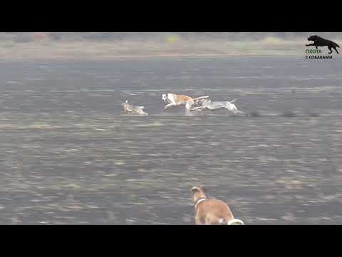 Видео: Охота на зайца с собаками 01.12.24г. 17 часть, сезон (2024г-2025г)