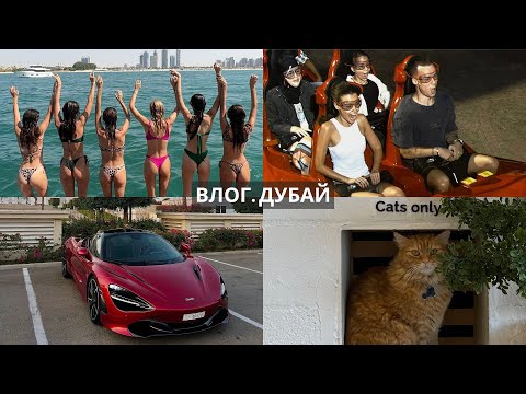 Видео: Мы переехали в Дубаи? Ferrari World или WaterPark? Цены и многое другое.