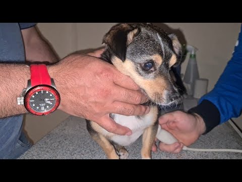 Видео: Мы потрясены/С утра у собаки Альмы случился сердечный приступ/Приехали в ветклинику