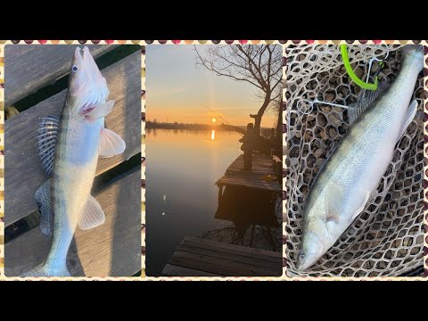 Видео: Рыбалка 31 декабря на реке Днестр. Ловля судака на спиннинг. Закрытие сезона 2024