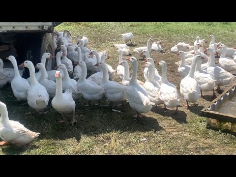 Видео: Ферма в Германии.Гуси,Индюки .