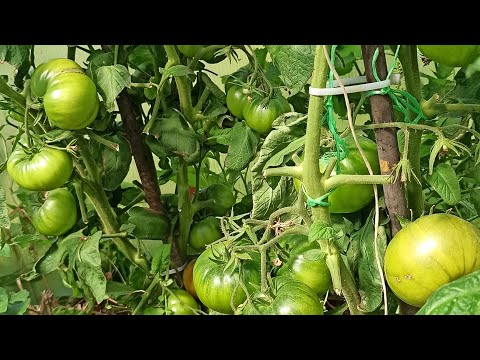Видео: Апрельские томаты. 