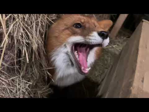 Видео: Алиса - лиса. Игнис с аппетитом хомячит кашу, а потом играем #лисяо #лиса #милота #fox