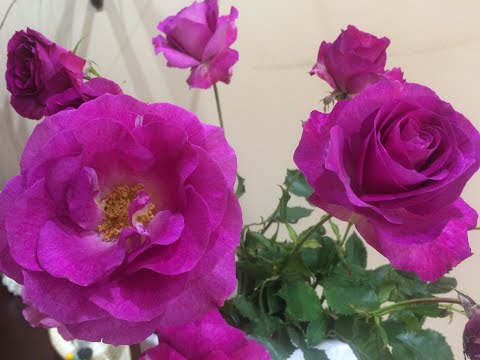 Видео: Распаковка посылки. Розы из питомника Фокино!