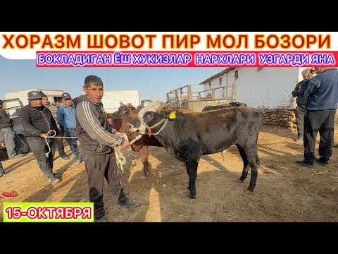 Видео: БОКЛАДИГАН ЁШ ХУКИЗЛАР  НАРХЛАРИ  УЗГАРДИ ЯНА | ХОРАЗМ ШОВОТ МОЛ БОЗОРИ 15-октября 2025 г.