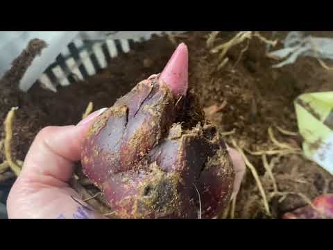 Видео: 24 марта 2023 г. Шёл 18 день отправки луковиц