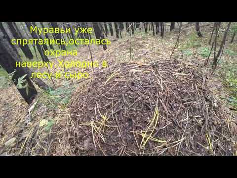 Видео: Сегодня в лес осенний за грибами.