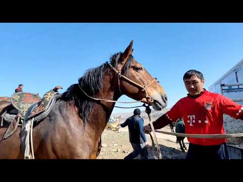 Видео: Аламан Улак/ Ала Бука/ Оюн алдында. Замирдин улагы.