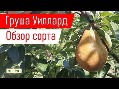 Видео: Груша УИЛЛАРД обзор сорта