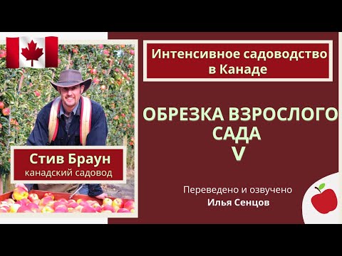 Видео: Демонстрационная обрезка взрослых яблонь в интенсивном саду (Канада)