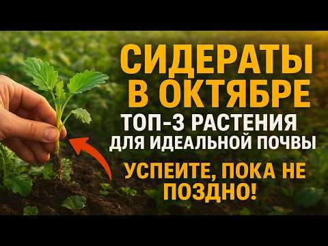 Видео: Сидераты в октябре: ТОП-3 растения для идеальной почвы. Успейте, пока не поздно!