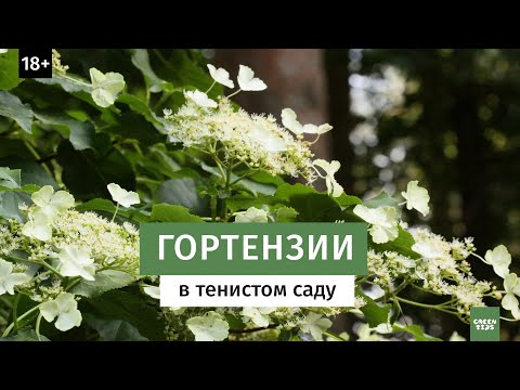 Видео: Гортензия в тени. Виды гортензии, сорта и уход. Тенистый сад