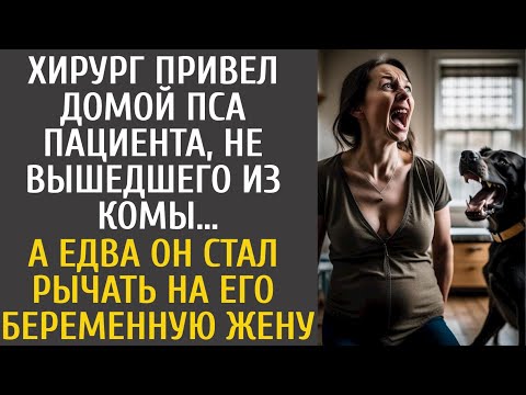 Видео: Хирург привел домой пса пациента, не вышедшего из комы… А едва он стал рычать на его беременную жену