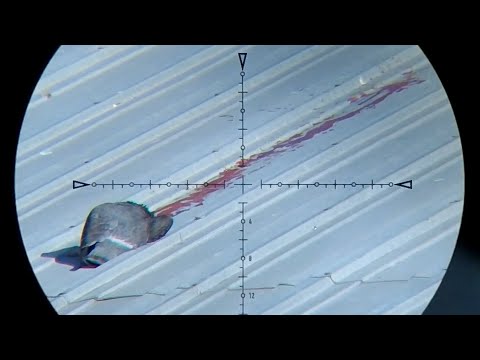 Видео: Выслеживайте и стреляйте по голубям с FX WildCat MK3 .22 и пулями Atomic | Охота на голубей с пне...