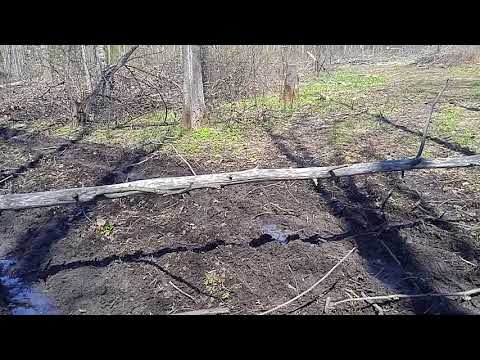 Видео: 2 выезд в деляну, продолжаю заготовку дров, пришел в гости МАРАЛ.