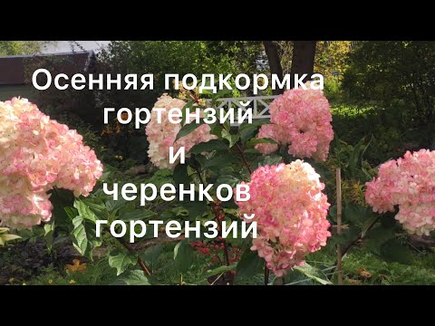Видео: ОСЕННЯЯ ПОДКОРМКА ГОРТЕНЗИЙ И ЧЕРЕНКОВ МЕТЕЛЬЧАТЫХ ГОРТЕНЗИЙ