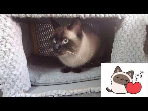 Видео: Котя ричи спит)