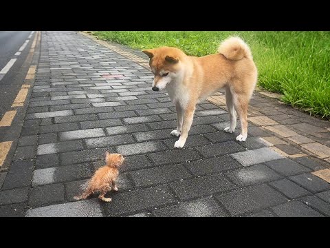 Видео: Я приютила его из жалости, но потом...