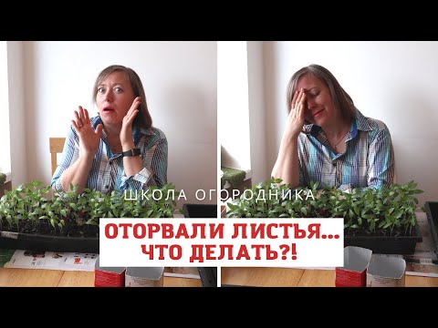 Видео: ОТВЕТЫ на вопросы про семядольные листья у рассады / Оторвали листья - вырастет ли рассада?