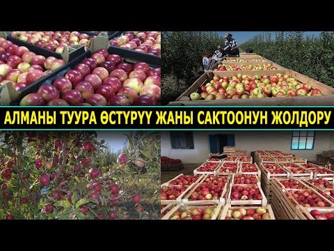 Видео: БАГБАНДАР ҮЧҮН ӨТӨ КЕРЕКТҮҮ КЕҢЕШ