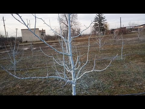 Видео: Бордоська рідина . Вчасно обробіть  - свій сад захистіть