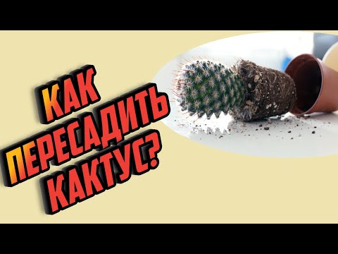 Видео: Как пересадить кактус? Пересадка кактуса. Советы по уходу за кактусом