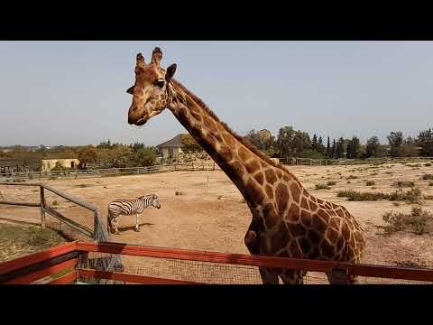 Видео: Фригия (Friguia Animal Park, Tunisia) Зоопарк в Тунисе