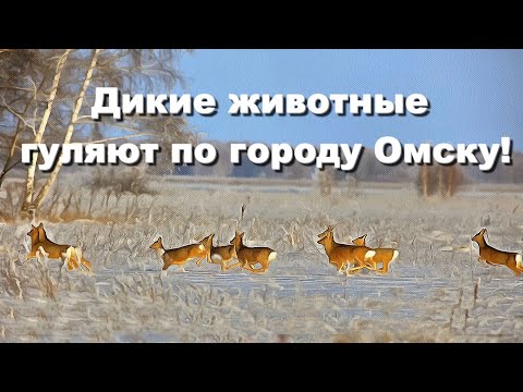 Видео: Дикие животные гуляют по городу Омску!