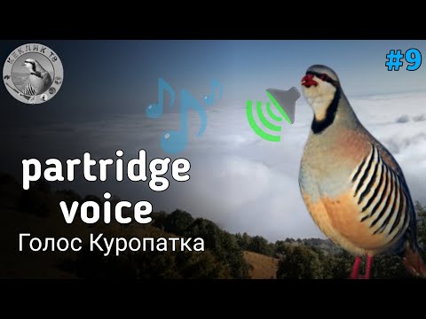 Видео: partridge voice | partridge hunting  | Овози кабки  Куропатка Голос |Охота Кеклик | Каклик