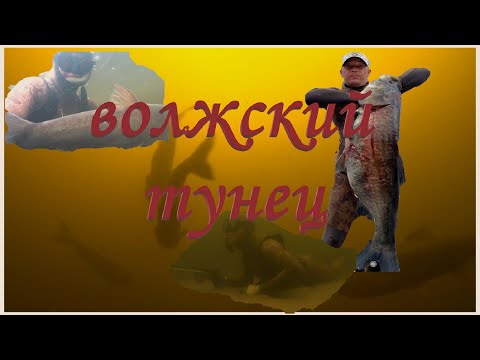 Видео: Подводная охота на толстолоба