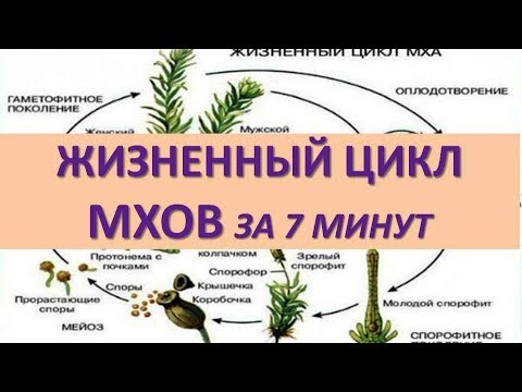 Видео: ЖИЗНЕННЫЙ ЦИКЛ МХОВ ЗА 7 МИНУТ (+ задания из ЕГЭ)