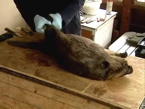 Видео: 13. Метод подготовки голья — Бобр (Eng)