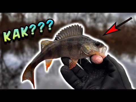 Видео: Ловля окуня: секреты улова на заметку!