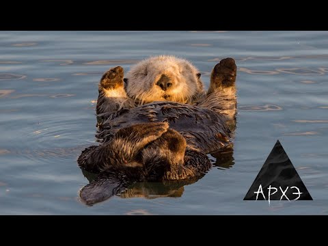 Видео: Павел Квартальнов: "Итоги 2021 года в зоологии позвоночных"