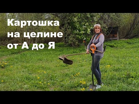 Видео: Картошка на целине под травой и листьями. От посадки до уборки. Результат