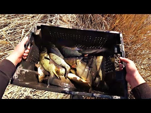 Видео: Проект "Аренда водоёма" 47 (ДР) КАРП!!!