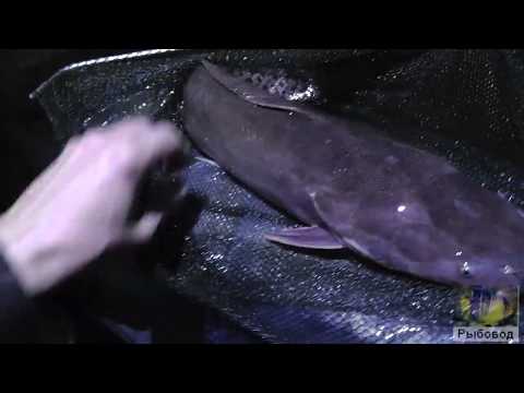 Видео: Результаты кормления нашим кормом, взвешиваем рыбу ! The results of feeding our feed, weigh the fish