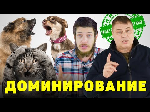Видео: Доминирование и иерархия. У животных. Кто в доме хозяин?