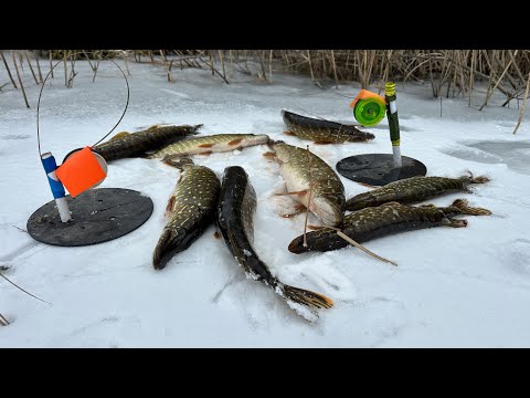 Видео: 50 Жерлиц! Щука Не Пройдет, Закрытие Сезона С Трофеем, Рыбалка На Живца